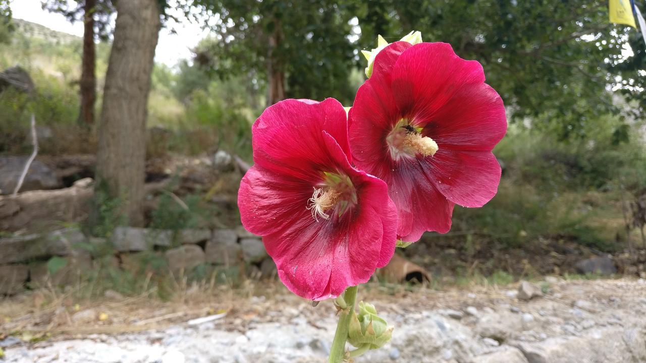Gemoor Khar- Manor House Panzió Jispa Kültér fotó